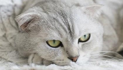 全运会乒乓球女团小组赛：河北队3-0战胜福建队