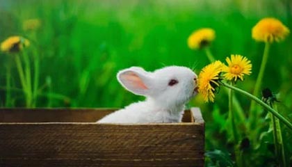 全运会乒乓球女团小组赛：河北队3-0战胜福建队